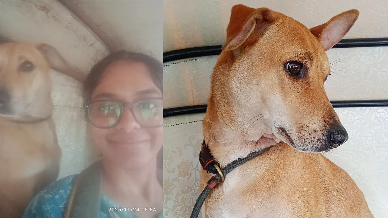 Lakshmi’s Story: How One Dog Exposed a Systemic Gap