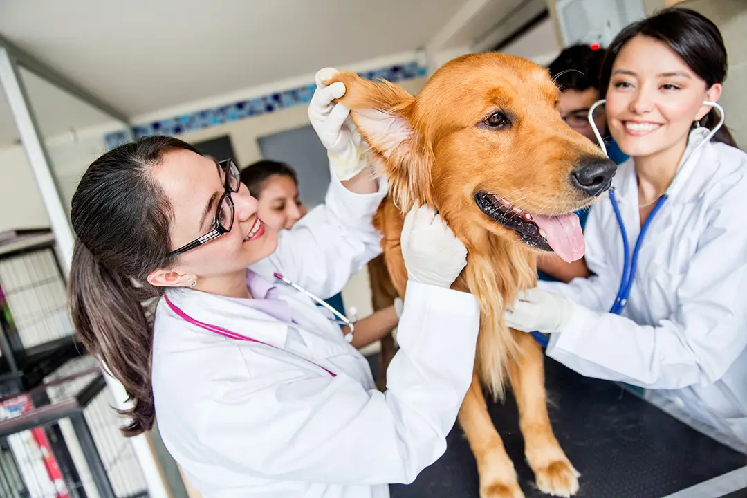 The Silent Crisis in Veterinary Care Nobody Talks About