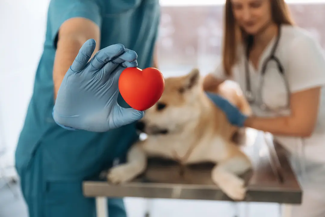 Is Blood Donation Safe for Pets? A Vet-Approved Explanation