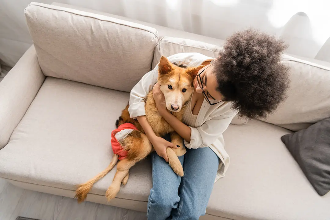 How Often Can a Pet Donate Blood Safely?