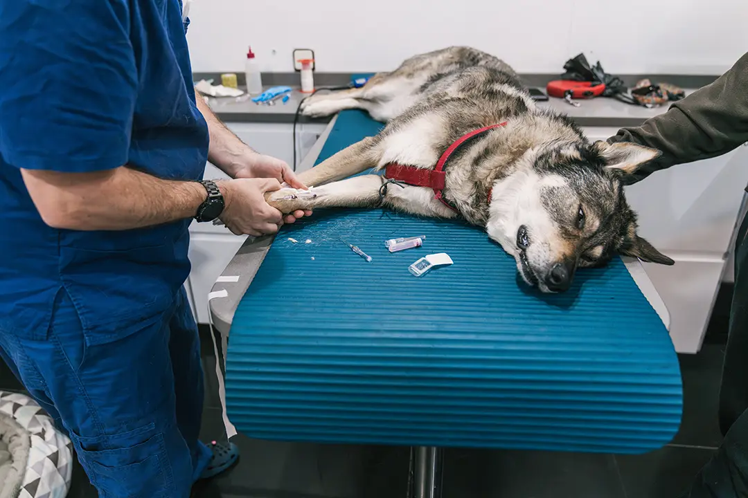 Why Pet Blood Donation Matters More Than You Think