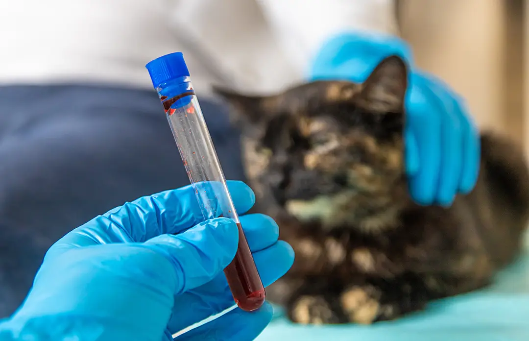 What Happens When Blood Is Not Available in a Pet Emergency