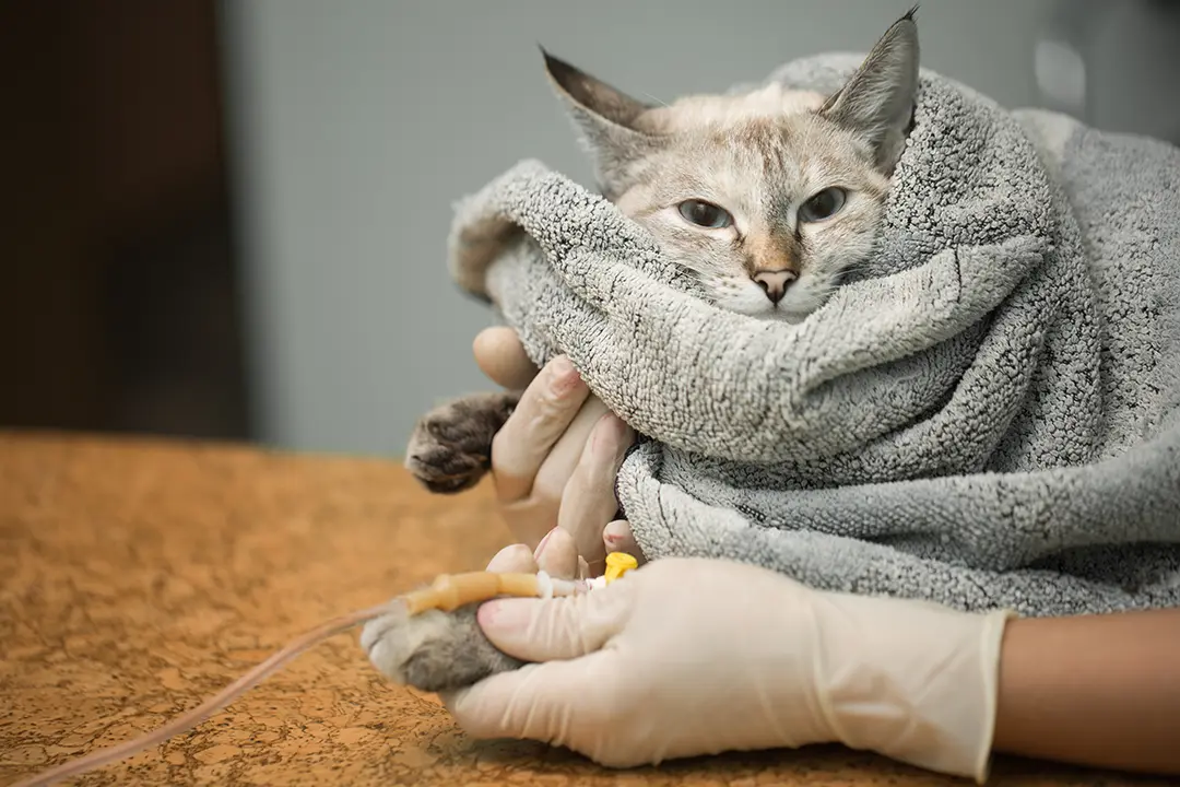 Can Dogs and Cats Donate Blood? What Pet Parents Should Know